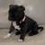 Staffordshire Bull Terrier Puppies 6 thumbnail