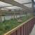 Farm raised Bobwhite Quail 2 thumbnail