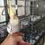 HAND FED COCKATIEL 3 thumbnail