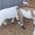 Register able Nigerian dwarf goats 3 thumbnail