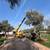Mature Olive Trees 7 thumbnail