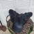 Vintage Regent Saddle with Stirrups English Think. 2 thumbnail