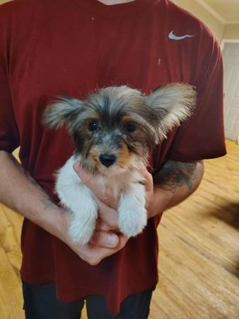 Cachorros Yorkie (Purcell)63670625750913120