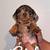 AKC MINI DACHSUNDS 1 thumbnail