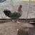 Young Rooster 1 thumbnail