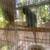 Indian ring neck 2 thumbnail