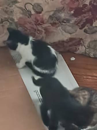 Kittens (Glendora)513486773226711041