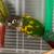 Beautiful Parrot Pair - Hybrid Sun Conure & Green Cheek + Pineapple Green Cheek 4 thumbnail