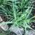 Free Small Young Aloe Vera Plants 3 thumbnail