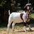 BOER GOAT ONLINE AUCTION - SATURDAY 1 thumbnail