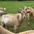 1 yr old small Nigerian Dwarf buck, intact 3 thumbnail