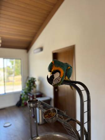 Macaw Parrot (santa rosa)63683413107841124