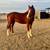 Arabian mare 1 thumbnail