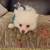 Pomeranian’s 1 thumbnail