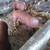 Duroc Pigs for Sale 2 thumbnail