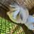 Rabbit 1 thumbnail