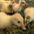 goslings 2 thumbnail