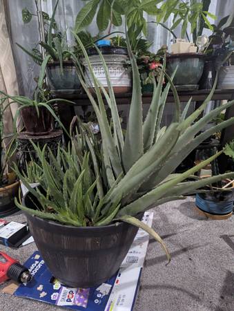 Aloe Vera Plant 1