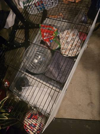 FREE Guinea pig cage with ball food and water bowl ready to go. 1
