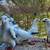 American show racers pigeons 4 thumbnail
