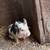Kune kune piglets 1 thumbnail