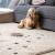 🐕 Paws, spills, life — we clean it all 🐈 2 thumbnail