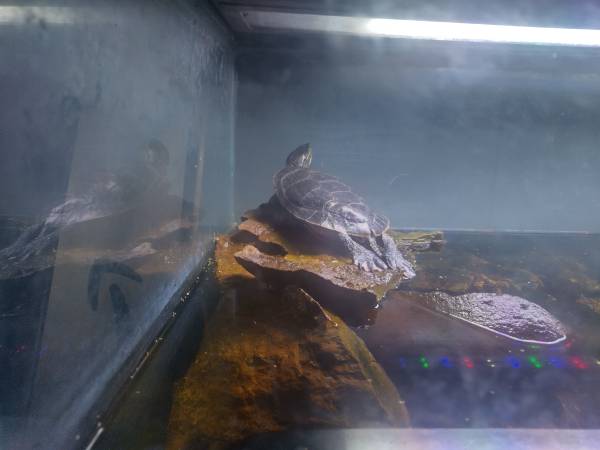 Free 2 turtles red earred slider and western painted turtle (Lexington)63903227948290121