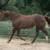 Recipient Mare 2 thumbnail