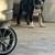 Boston terrier 4 thumbnail