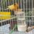 Canaries for sale 3 thumbnail