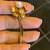 18k Italian yellow Gold Pin Brooch with Natural Akoya Pearl  & Diamond 5 thumbnail