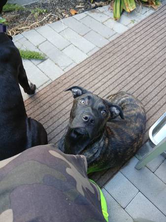 Brindle Pup (oakland hills / mills)63995016161027122