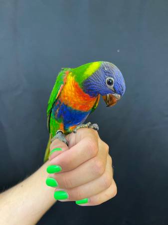 Rainbow Lorikeet (vallejo / benicia)63836592033921120