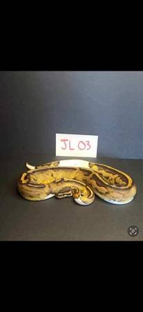 Ball pythons downsizing (Cambridge)63906251328771122