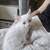 Ancient Van kitten 1 thumbnail