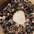 pine cone wreath 1 thumbnail