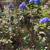 Hydrangeas plants 1 thumbnail