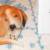 Basset Hounds - Stuffed Animal, Glass Figurines & Tins -REDUCED: $2-$6 5 thumbnail