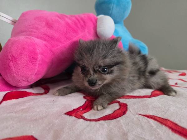 Teacup pomeranian599431049947402243