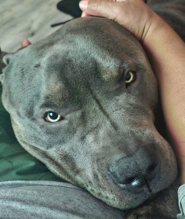 Bully Xl (Vacaville)63679359564035120
