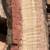 California  Red Oak 4 thumbnail
