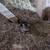 Barn Kittens 1 thumbnail