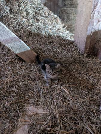 Barn Kittens 1