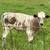 SOLD -  Texas longhorn bull calf 1 thumbnail