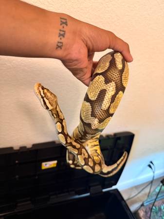 Firefly Ball Python (Killeen)