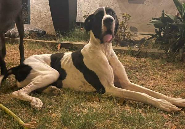 Great Dane F needs solo home (Escondido)63914315085443120