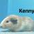 Guinea pigs need home asap 6 thumbnail