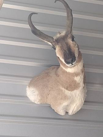 Antelope mount 1