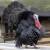 I buy Ostrich 3 thumbnail