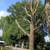 Tree service/ tree removal/ land clearing 2 thumbnail